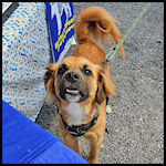 A cute dog visitor