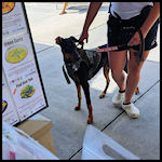 A cute dog visitor