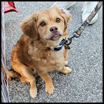 A cute dog visitor