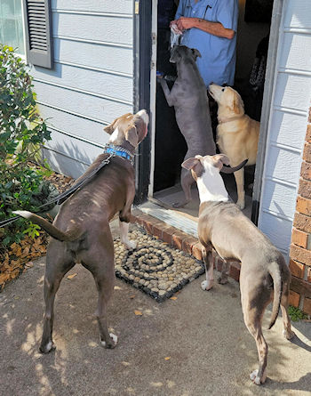 Taste testers